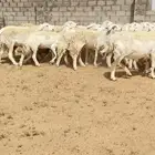 غنم حريات حرش مراح بفحلها 40 راس ( تم البيع )