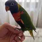 لوري