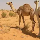 للبيع بكره شكل وسلاله فل