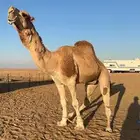 للبيع البعير احمر كحيلاني. منتج