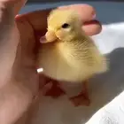 صوص بط بكيني لعوبه للبيع.