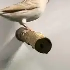 ذكر كناري ايزابيل كرست( تم البيع )