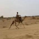 قعود حر طايع على الشرط السن جذع