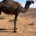 للبيع حقايق غرنوقيات