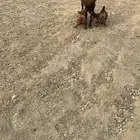 شاه تحتها ثنتين اناثي طيبه جرم