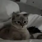 قط راغدول تبني