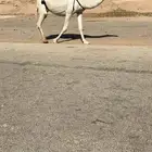 القحات وضحاء وشقحاء كفو