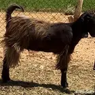مطلوب عنز رغوث