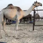 بكره مهجنه اصيل لقيه