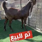 جفرة هولندية مطوره