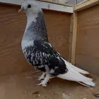 للبيع انثى طواقي كرست