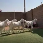 عرض نادر .. جفار بيض مطورات