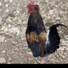 ديكان بلديه