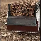 الرياض القصيم مستورد للبيع