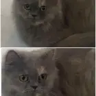 قطة انثى