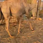 حشو قصب قعدان فاخرة