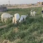 غنم للبيع 115 راس بيشه