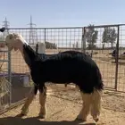 مشروع فحل صنف