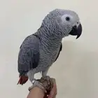 للبيع ببغاء كاسكو اليف وهدد