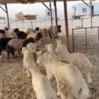 بهم حري خرفان لبانيات تم البيع