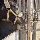 فرس شعبيه للبيع