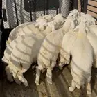 ذبايح طيبه طليان ورخال ( يوجد