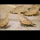 قطا للبيع