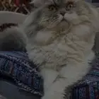 قط بيكي فيس