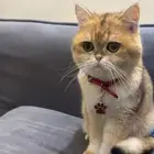 ذكر للبيع بريتش شورت هير