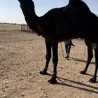 قعود لقي مجهم