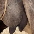 خلفه تحتها بكره ثننوهديه ماتحرك احلب من الشقين توها واصله م