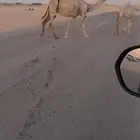 عشراء رباع كفوو