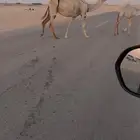 عشراء رباع كفوو