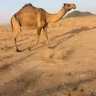 خلفه صفرا تحتها بكره