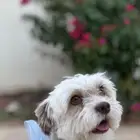 انثى كلب مالتيز للبيع