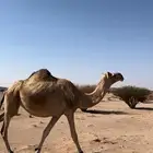 الإبل ناقه لقحه كفو