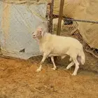 فخل اصفر ابرص