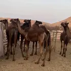 للبيع العدد 6 قعدان في محافظة الأفلاج