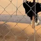 بيض نعام أفريقي