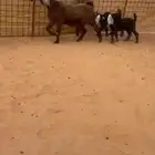 عنز مشروكه متووم طييبه