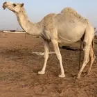 ناقه