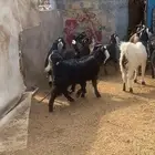 تيوس مخاصي ذبايح
