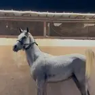 حصان