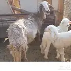 نعجتين ولد وحده تحتها طلي وحدها تحتها طلي ورخل