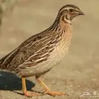 مريعي او فري للبيع
