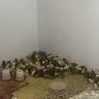 صوص دجاج للبيع