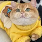 للتزاوج بسعر200 قط برتش مسجل يوجدقطط للبيع