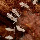 حشرات تنظيف التيراريوم tropical white springtails