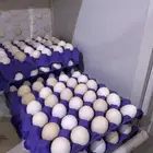 بيض بلدي للبيع