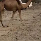 بكره ساحليه